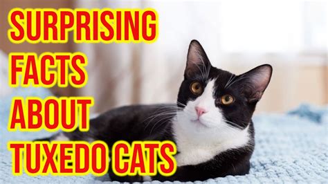10 Surprising Facts About Tuxedo Cats Health Pet Guides