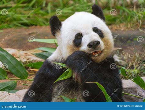 Giant Panda Bear Eating Stock Photo Image Of Chinese 191800794