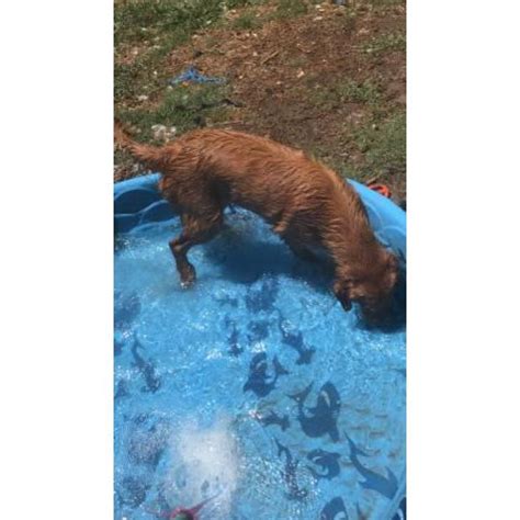 $2000.00 new holland, pa english cream golden retriever puppy. 9 months old golden retriever in Austin, Texas - Puppies for Sale Near Me