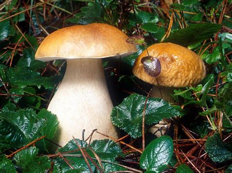 Boletus Edulis Porcini Cepe King Bolete Wild Edible Mushrooms That