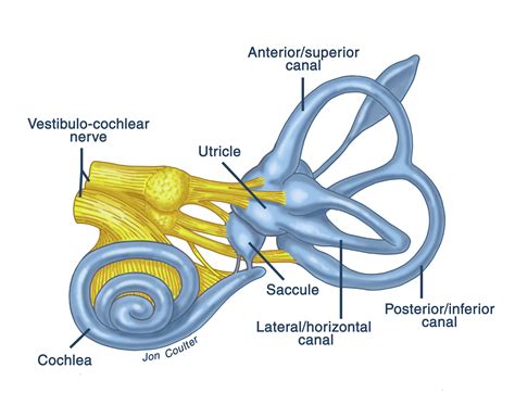 Your Spinning Head Vertigo And Bppv Dr Jim Gilliard