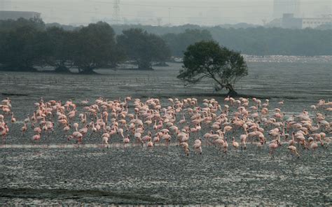 Mumbais Biodiversity Hotspots