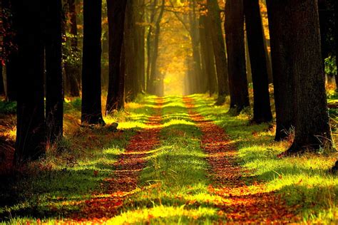Nature Trees Autumn Forest Path Foliage Trail Hd Wallpaper Pxfuel