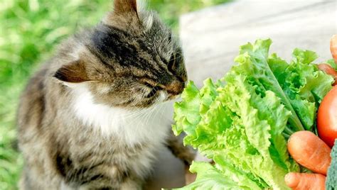In this animalwised video we will clarify this doubt by. Can Cats Eat Lettuce? Is Lettuce Safe For Cats? - CatTime ...