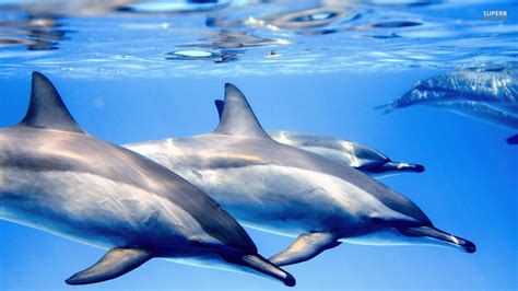 Animated Dolphin Screensavers Wallpaper 46 Images