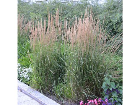 Grass Karl Foerster Feather Reed Grass Switzer Landscaping And Nursery