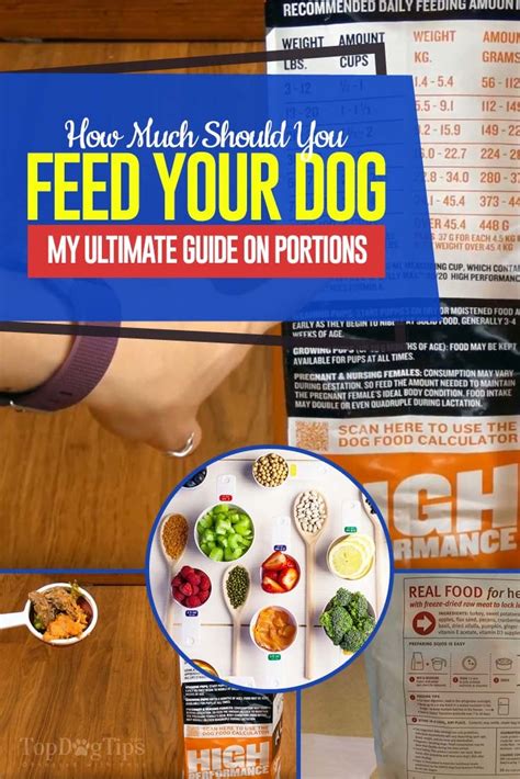 How Much To Feed A Dog Accurate Feeding Guide For Dogs With Video