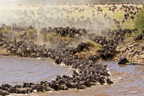 5 Days Serengeti Wildebeest Migration Praygod Africa Safaris