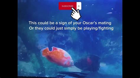 Oscar Fish Locking Jaws Youtube