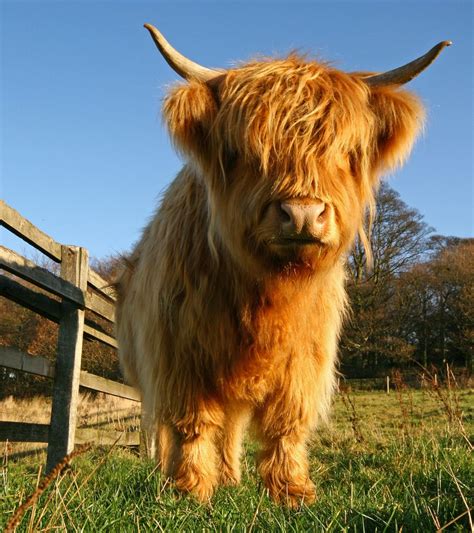 Scottish Highland Cow Fluffy Cows Scottish Cow Cow
