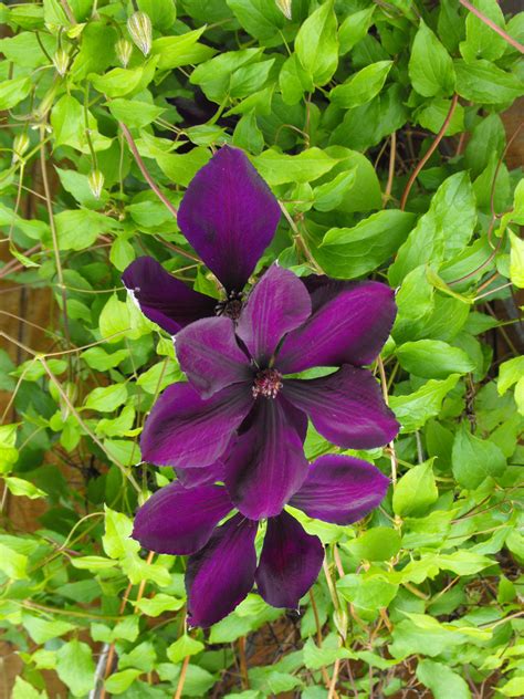 Blustery morning and came across a short path leading to the beach next to a condo tower. Deep purple clematis | Purple clematis, Clematis, Deep purple