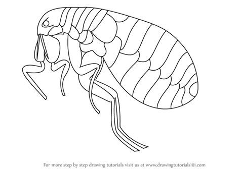 Learn How To Draw A Flea Insects Step By Step Drawing Tutorials