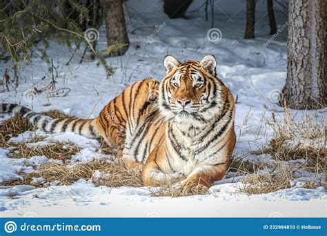 Tigre Siberiano Posando Frente A La Cámara Foto De Archivo Imagen De
