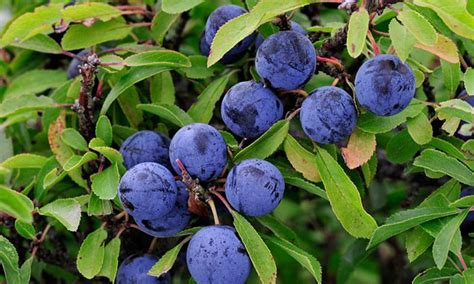 Fresh Sloes Can Be Added To Gin To Make Sloe Gin