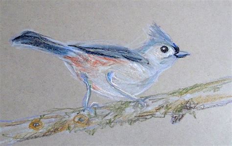 Tufted Titmouse Draw A Bird Day Method Two Madness