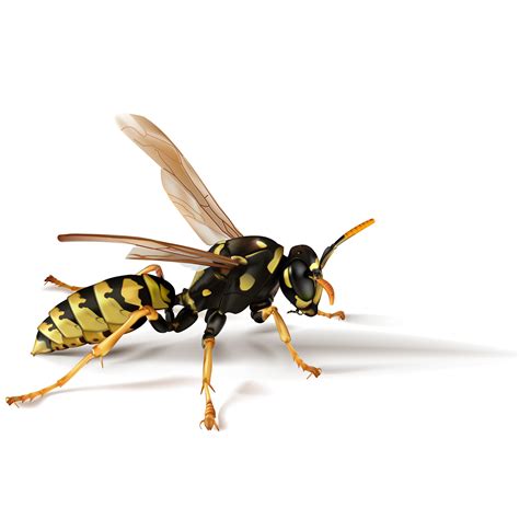 Stinging Insects Guide Pest Control Wv Pa Md Va — Gladhill Services