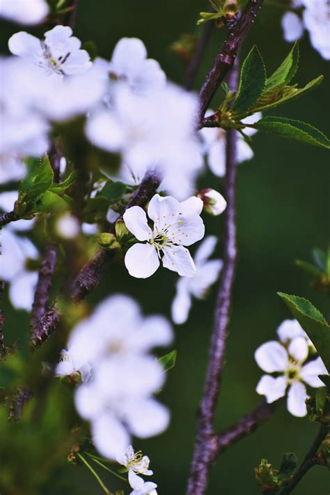 White Flowers · Free Stock Photo