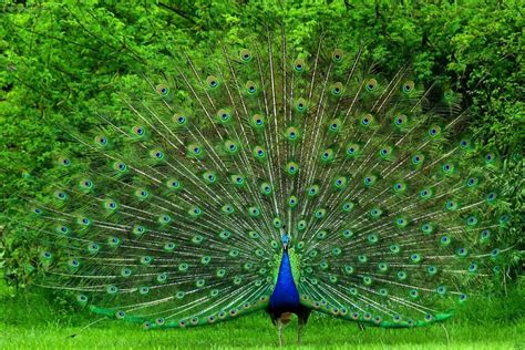 Beautiful Peacock Photo Picture Hd Wallpaper With 1920×1280 High Resolution