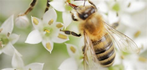 We Must Bee Careful Real Health