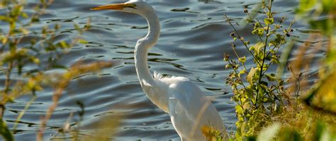 Check spelling or type a new query. Download wallpaper 2560x1080 heron, bird, white, wildlife ...