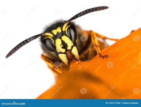 Wasp Face Macro Closeup Stock Photo Image Of Feed Wasp 155317946