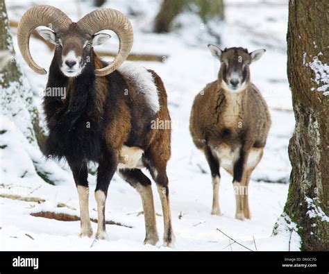 Wild European Mufflon Sheep Ovis Orientalis Musimon Stand In The