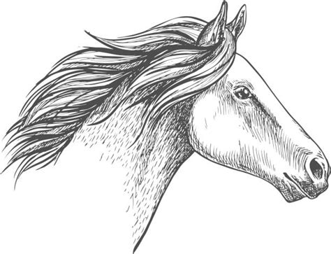 Pencil Portrait Drawing Of Horse Head Illustrations Royalty Free