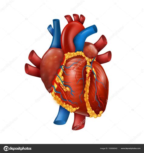 Healthy Realistic Human Heart Vector Illustration Stock Vector Image By