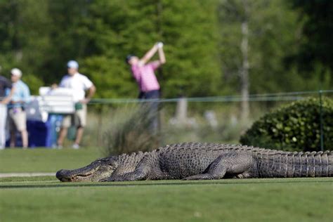 Massive Alligator Roams Florida Golf Course Stuns Internet Not
