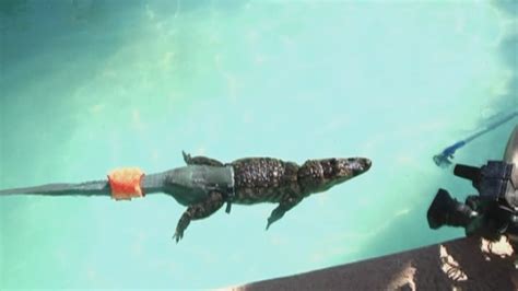 Alligator Gets A New Prosthetic Tail Youtube