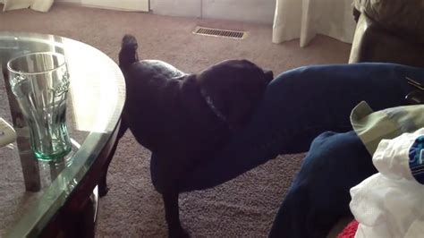 Dog Humping Leg Youtube