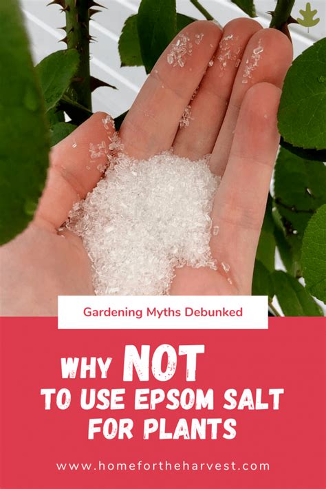 Epsom Salt For Plants Is It Really Such A Great Idea In The Garden