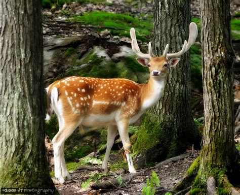 European Fallow Deer Megafauna Parks W Palearctic · Inaturalist