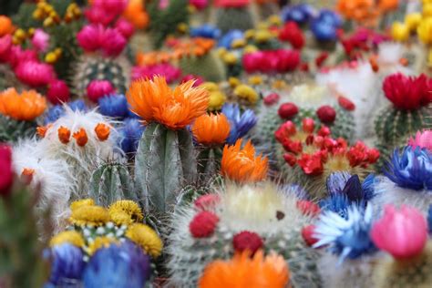 Conoce Los Tipos De Cactus Que Dan Flores Viveros Jesús