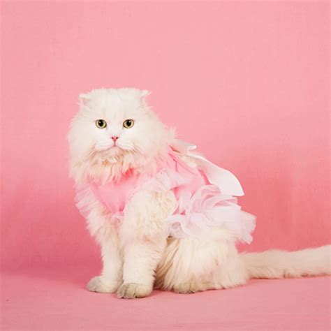 Pet Costume Clothes Cats Wear Vest Drees Autumn Animals Cute Stuff For