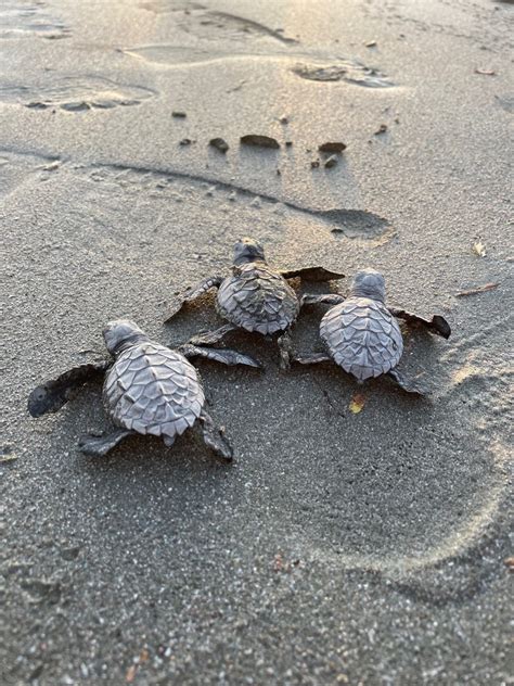 Sea Turtle Releases In Nicaragua Invest Nicaragua