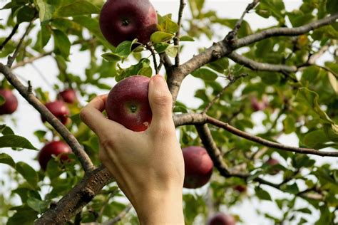 Best Fruit Trees For Seattle Insteading