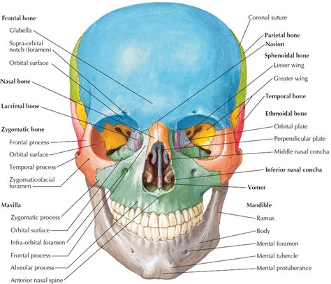 Human Skeletal System Chart Skeleton Anatomy Human Bo