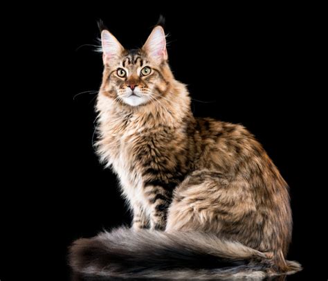 Maine Coon Breed Info And Advice Zooplus Magazine