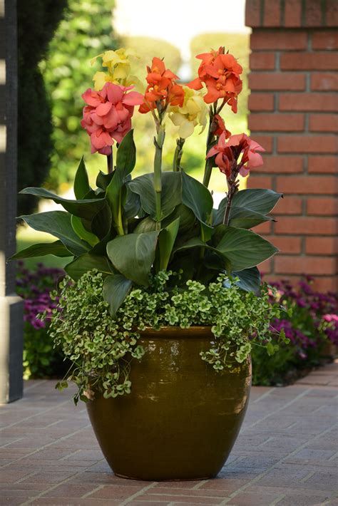 Canna Lilies Bold Gaudy Perennials For The Flamboyant Gardener