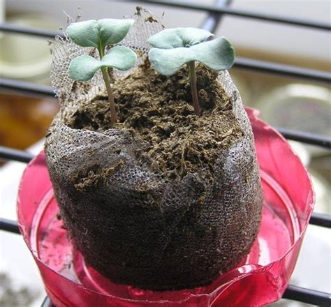 How To Grow Broccoli In Containers Dengarden