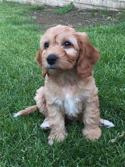 Unlike many other poodle crossbreeds, which tend to be recent, the cockapoo was first developed as far back as the 1940's. Things that make me go aagghh!: Barney the cockapoo, puppy ...