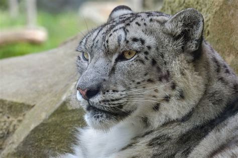 ユキヒョウがいる動物園は？尻尾をくわえる理由やジャンプ力も解説 ペットの疑問解消ブログ ペットディクショナリー