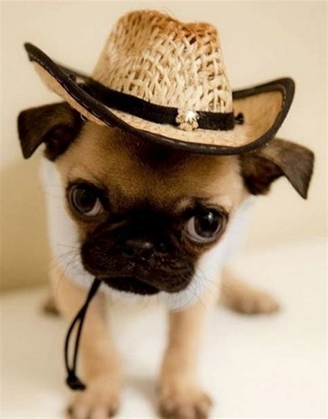 Animal Pictures 22 Adorable Animals Wearing Hats Amazing Creatures