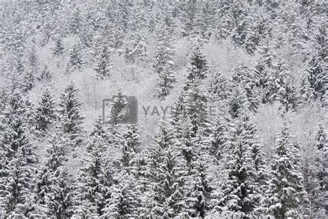 Royalty Free Image Alpine Forest In Winter By Krika