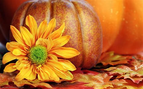 Fall Pumpkin Wallpaper And Screensavers Wallpapersafari