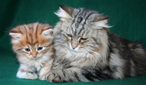 A wide variety of kittens for sale options are available to you, such as material, feature, and toys type. Cats for sale - Siberians - cats, kittens for sale - in ...