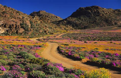 South africa, officially the republic of south africa (rsa), is the southernmost country in africa. Cape Flower Route, South Africa: The Complete Guide