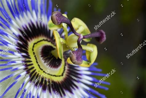 Blue Passion Flower Common Passion Flower Editorial Stock Photo Stock