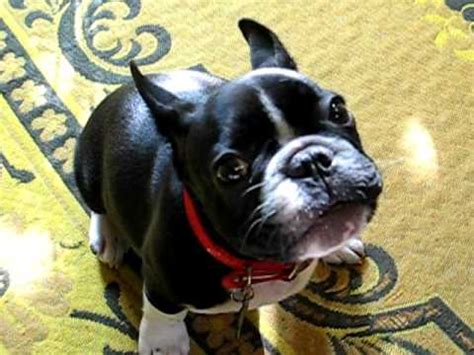 The french bulldog is a small sized domestic breed that was an outcome of crossing the ancestors of bulldog brought over from england with the local ratters approximately 3 to 4 puppies. French Bulldog Puppy Hugo Barking at 13 weeks old. - YouTube